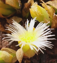 KA! Empathogenics Kanna Tincture 30 day supply