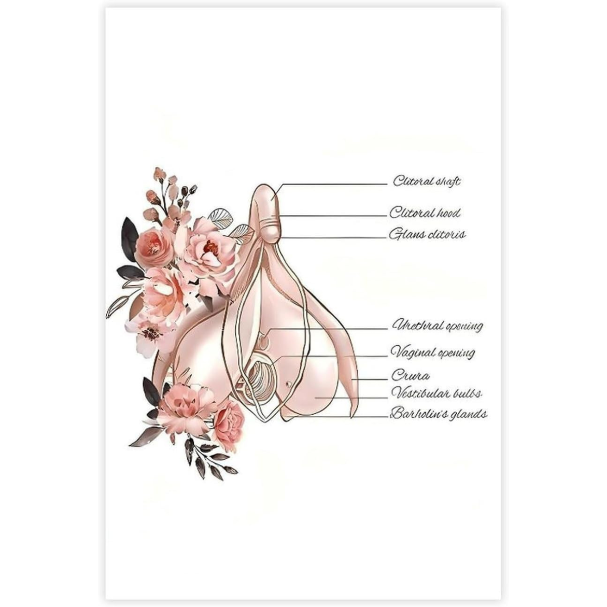 Clitoris Anatomy Female Reproductive System Canvas Wall Art