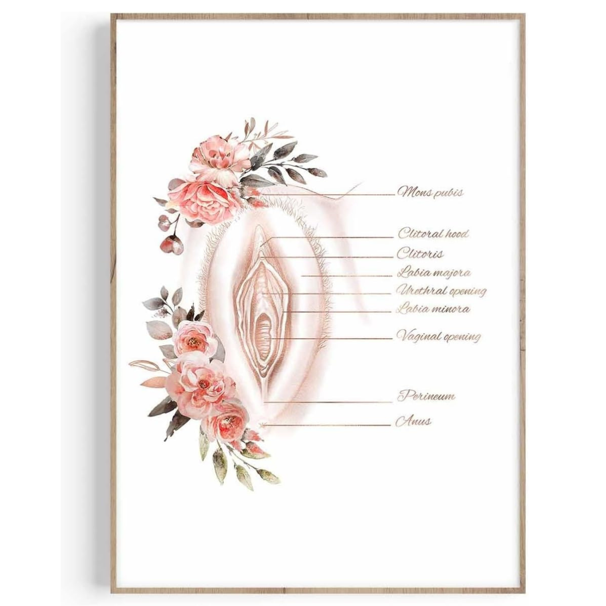 Female Reproductive System Anatomy Poster
