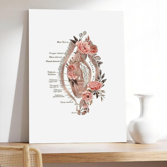 Female Vagina Anatomy Art